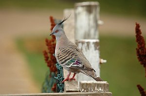 Dove, Crested Pigeon, 2008-01318852 Bathurst, AU
